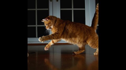 Indoor Fetch With Cat