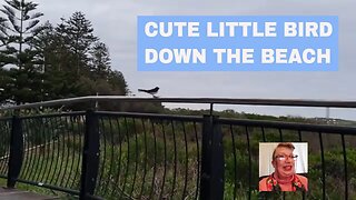 CUTE LITTLE BIRD DOWN THE BEACH🏖️
