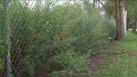 Watch out, ragweed season expected to be worse than previous years in Northeast Ohio