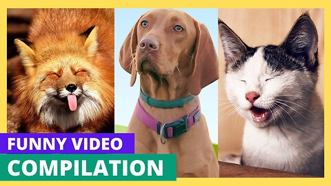 Funny Video Compilation Cats and Dogs