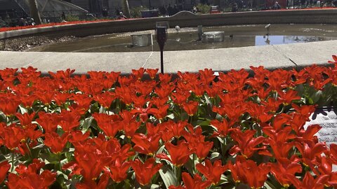 Manhattan flowers garden