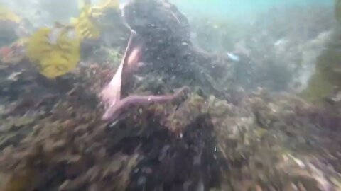 Free Diving for Giant Pacific Octopus in Sitka, Alaska-4