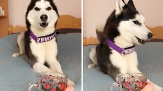 Husky's Reaction To Cup Of Tea Is Simply Priceless