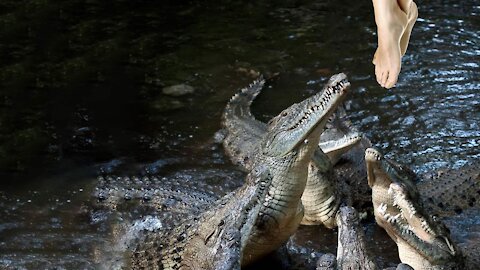 How to Survive a Crocodile Attack