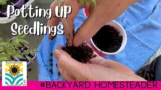 Potting Up Tomatoes Eggplant and Bell Peppers