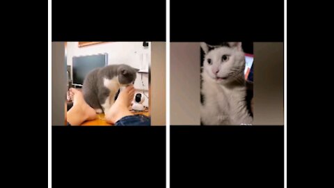 Funny Cat Reaction To Food- Try Not To Laugh 😹Pet Videos