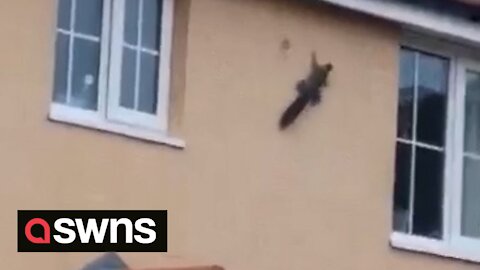 Acrobatic 'spider squirrel' defies gravity as it climbs SIDEWAYS along a house