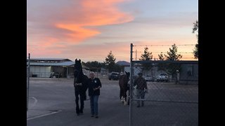 Mounted police unit in Las Vegas is dwindling