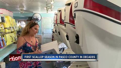 Scallop season returns to Pasco County