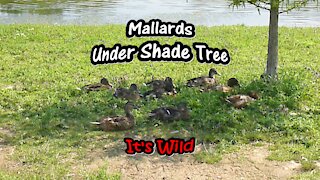 Mallards Under Shade Tree
