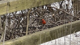 A clan of Cardinals