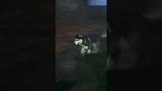 Sunday Night Zoomies #shorts #doggo #zoomies zoomies