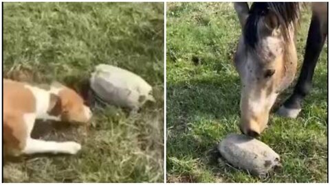 Dog and horse got scared by tortoise