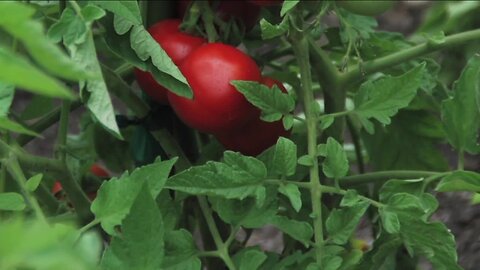 Growing tomatoes