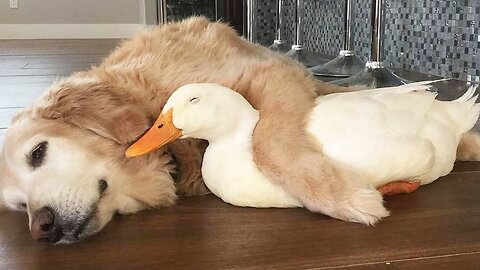 Dog And Duck Are Inseparable Best Friends|Heartwarming Friendship Between a Dog and a Duck!"