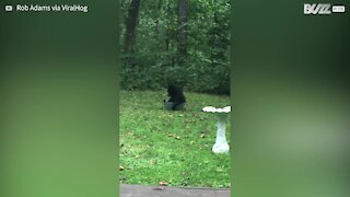 Bear uses backyard water basin to chill out in