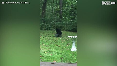 Bear uses backyard water basin to chill out in