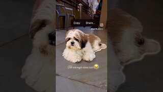 #dog #shorts #fun #doglover #cute #shihtzu #reels #funny #ytshorts #youtubeshorts #trending #youtube