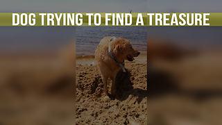 Dog Trying To Find a Treasure