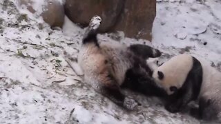 Playful giant pandas enjoy first snowfall in China