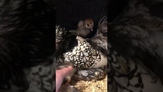 Mother hen won't accept some abandoned chicks