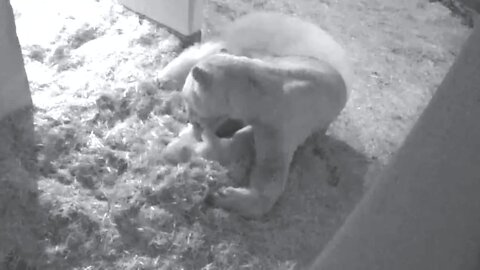 Detroit Zoo welcomes 2 polar bear cubs