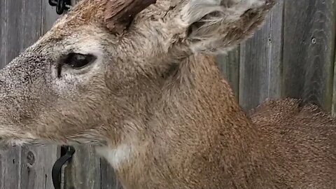 "Cool Rack!" #hunting #deer #taxidermy