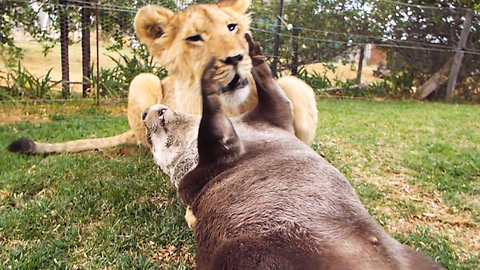 This Young Lioness Is Beast Buddies With An Otter