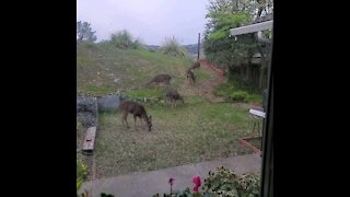 Deer daily grazing in backyard