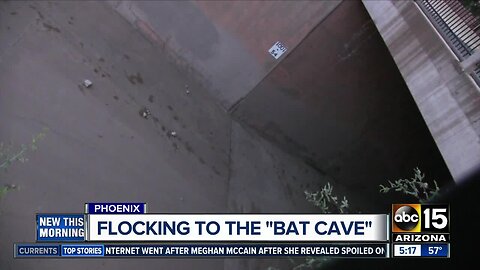 Thousands of bats flock to Phoenix