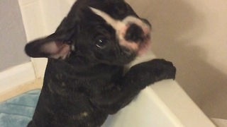 Puppy's first bath has him shocked