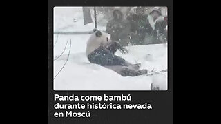 Panda del zoo de Moscú disfruta de la nevada comiendo bambú