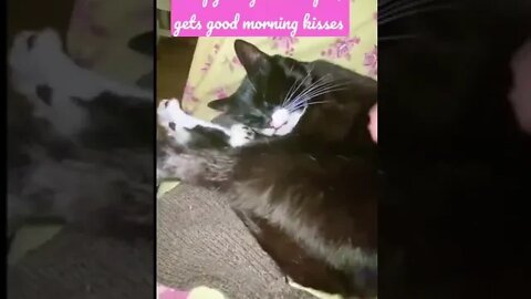 Cute Kitty #cat Loves 2 Be Gently Woken Up By Her #mommycat Kisses #shorts