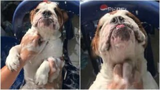 Il bulldog inglese che adora fare il bagno!