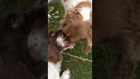 Two Dogs One Ball #spaniel #springer #shorts