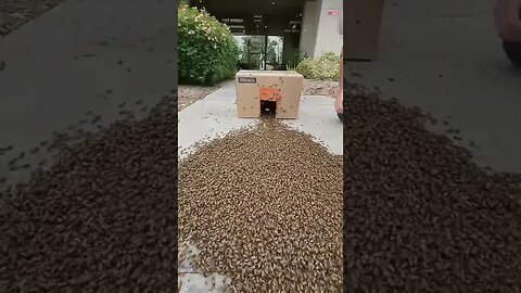 17k abeilles en 60 seconde, regardez la vidéo complète sur la chaine