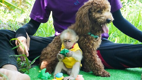 Monkey BiBi and BoBo play friendly with cute Pin Poodle