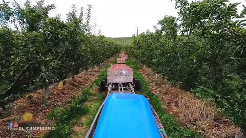 THE MOST BIGGEST APPLE FARM