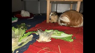 Guinea pigs at midnight