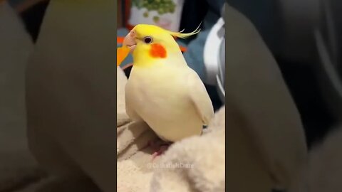 Cute Cockatiel Singing ❤️ 😍 🎤🦜🎵 #cockatielscraze