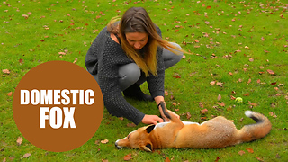 Mum-of-two has hand-reared a fox cub which she lets play with her young children