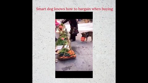 Smart dog knows how to bargain when buying #shorts