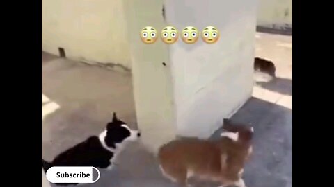 clever funny dogs 🐕 trending video