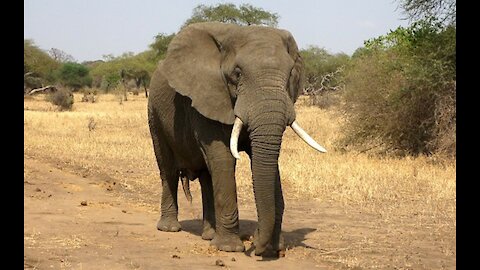 wild elephant safari