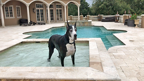 Great Dane Cools Off In Pool After Hurricane Irma