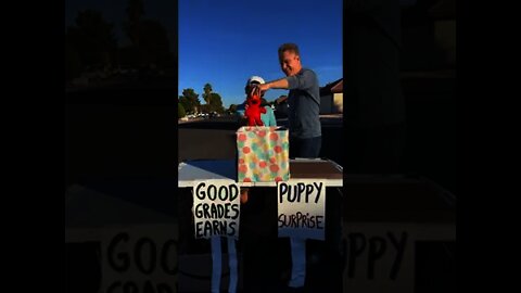 He got a PUPPY! This LIVE video is brought to you in a prerecorded format