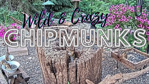 30 Mins of Wild and Crazy Chipmunks