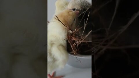 Baby Chicken Playtime - Satisfying Babysitter #Shorts#funny#youtubepets&Animals