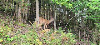 Deer gets spooked in the bush