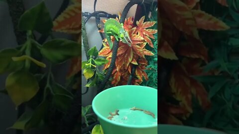 Crazy Chameleon Tongue ACTION In Slow Motion! 🤩🦎